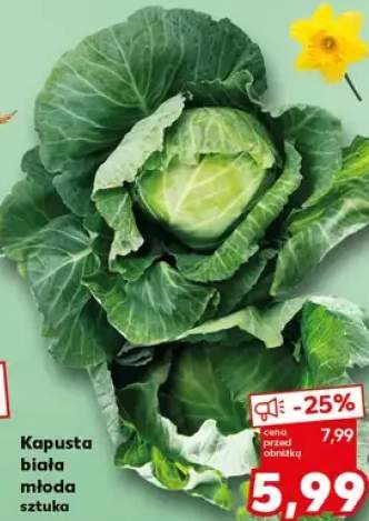 Kapusta biała młoda