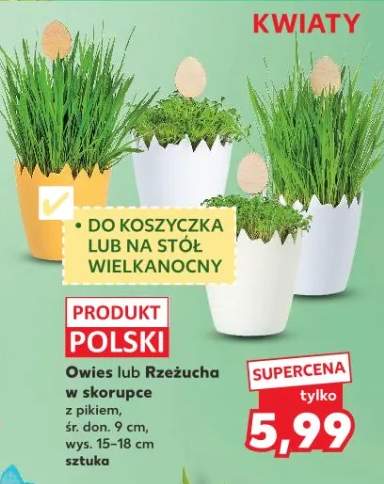 Owies lub Rzeżucha w skorupce z piekiem, śr. don. 9 cm, wys. 15-18 cm