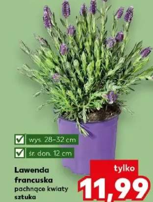 Lawenda francuska pachnące kwiaty