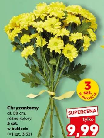 Chryzantemy śr. don. 15 cm, różne kolory