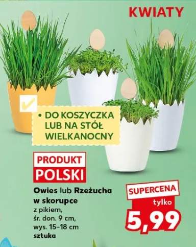 Owies lub Rzeżucha w skorupce śr. don. 9 cm, wys. 15-18 cm