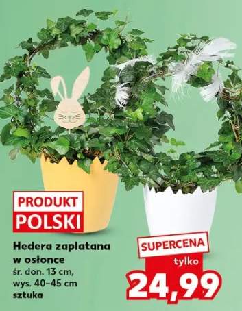 Hedera zaplatana w osłonce śr. don. 13 cm, wys. 40-45 cm