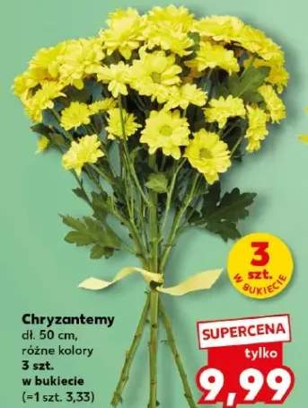 Chryzantemy różne kolory