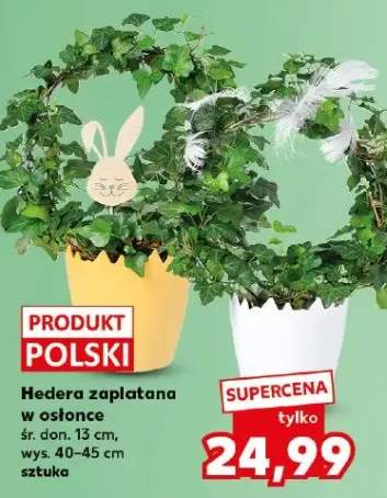 Hedera zaplatana w osłonce
