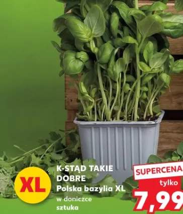 Chrzan tarty, tarty z jabłkiem, tarty ostry z chili