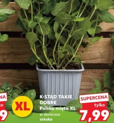 Żurek lub Barszcz czerwony w proszku