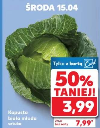 Kapusta biała młoda sztuka