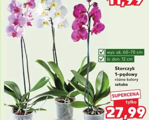 Storczyk 1-pędowy różne kolory sztuka