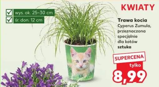 Trawa kocia Cyperus Zumula, przeznaczona specjalnie dla kotów sztuka