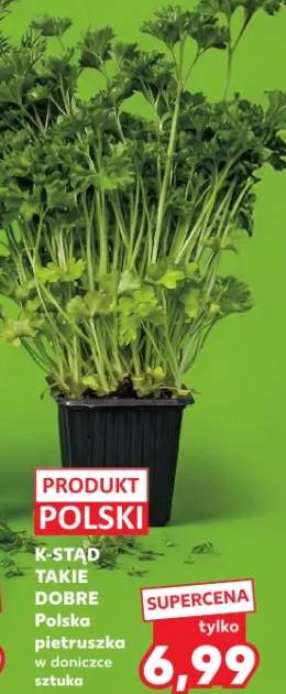 Pietruszka polska w donizce sztuka