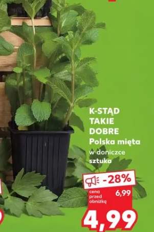 Mięta w doniczce