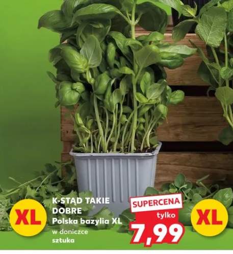 Bazylia XL w doniczce