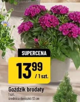 goździki