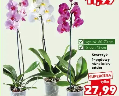 Storczyk 1-pędowy różne kolory sztuka