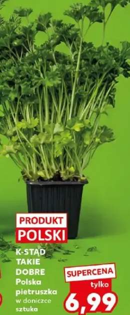 Pietruszka w doniczce sztuka