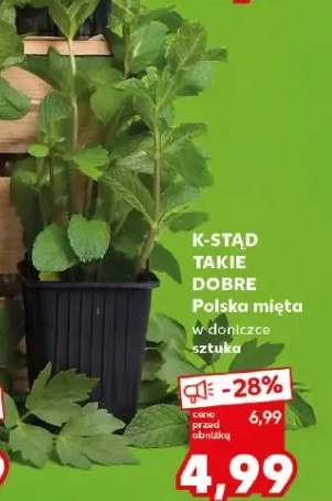 Mięta w doniczce sztuka