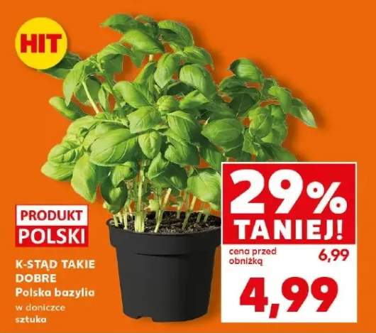 Bazylia w doniczce sztuka