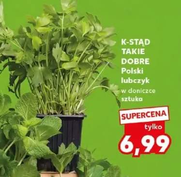 Lubczyk w doniczce sztuka