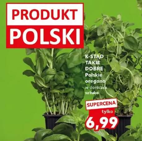 Oregano w doniczce sztuka