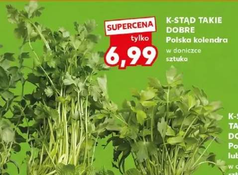 Kolendra w doniczce sztuka