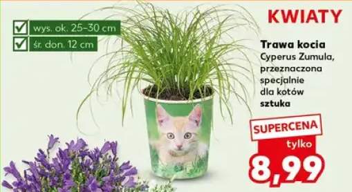 Trawa kocia Cyperus Zumula, przeznaczona specjalnie dla kotów