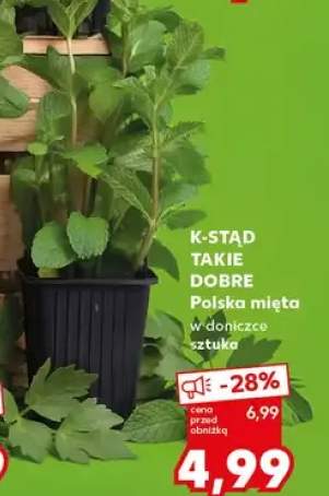 Mięta polska w doniczce