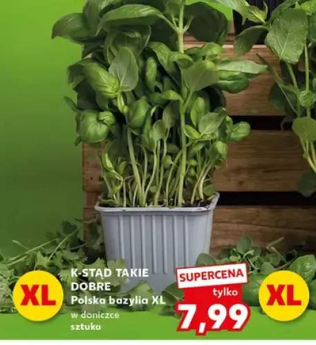 Bazylia polska XL w doniczce