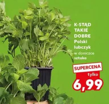 Lubczyk polski w doniczce