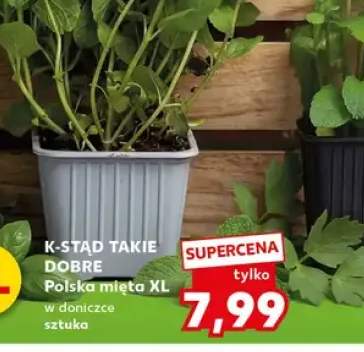 Mięta polska XL w doniczce