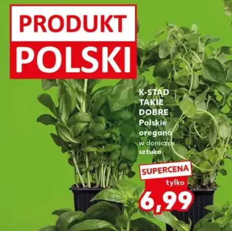 Oregano polskie w doniczce
