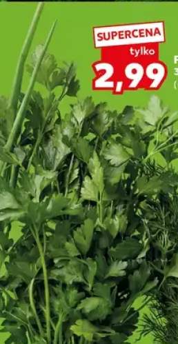 Pietruszka natka w pęczku