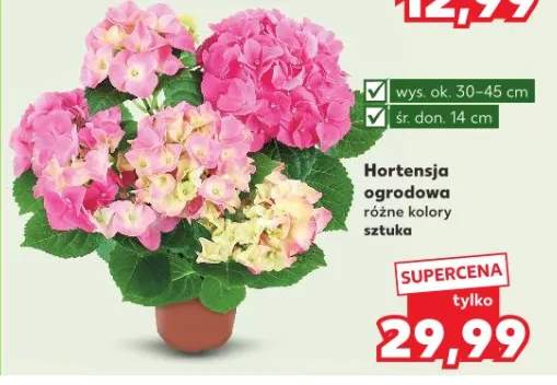 Hortensja ogrodowa różne kolory