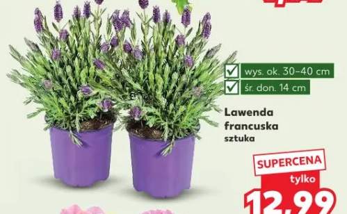 Lawenda francuska