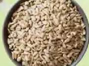 słonecznik łuskany