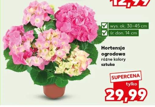 Hortensja ogrodowa różne kolory