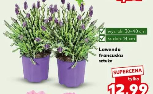 Lawenda francuska
