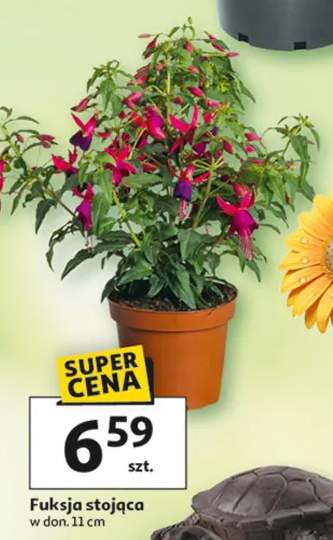 fuksja