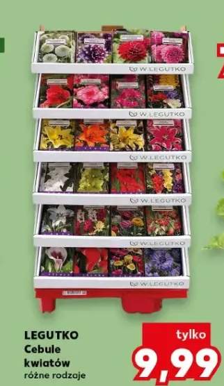 Legutko cebule kwiatów różne rodzaje