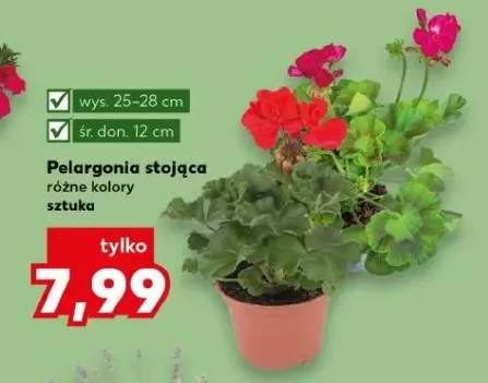 Pelargonia stojąca różne kolory
