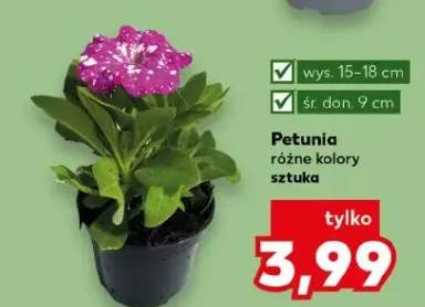 Petunia różne kolory