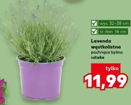 Lawenda wąskolistna pachnąca bylina