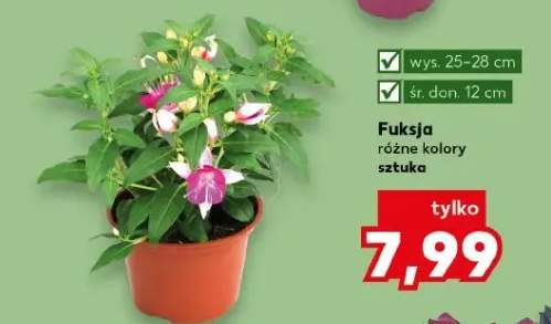 Fuksja różne kolory