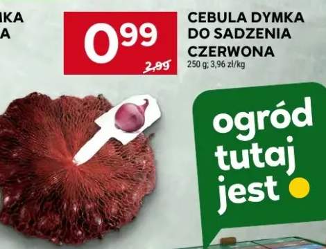 cebula dymka