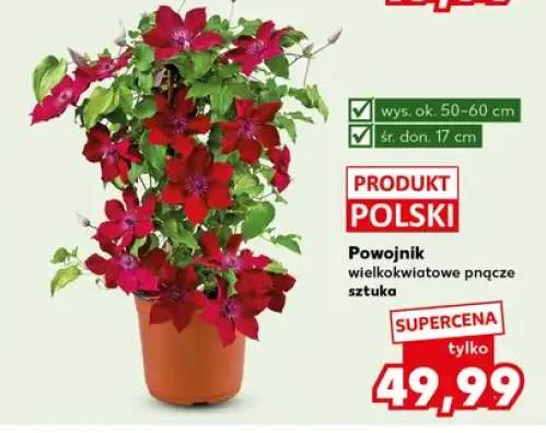 Powojnik wielkokwiatowe pnącze polski