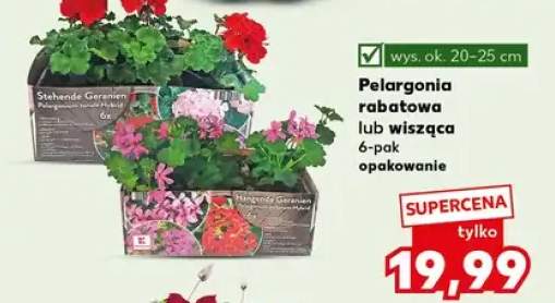 Pelargonia wisząca 6-pak