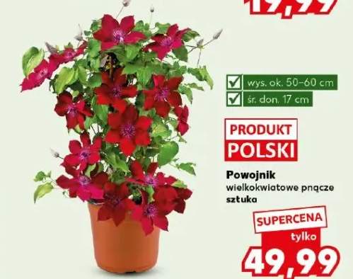 Powojnik wielkokwiatowe pnącze