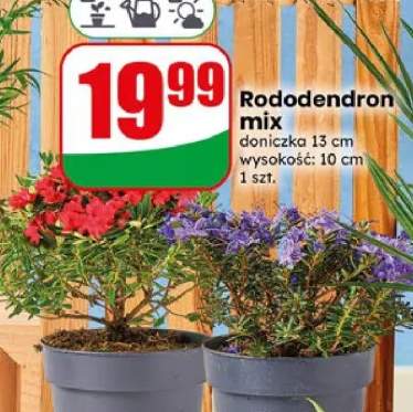 rododendron