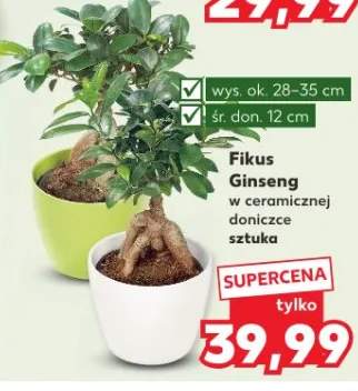 Fikus Ginseng w ceramicznej doniczce sztuka