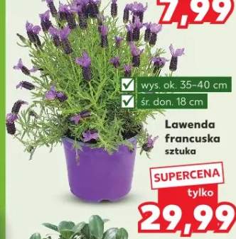 Lawenda francuska sztuka