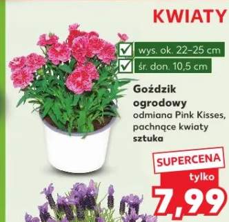 Goździk ogrodowy odmiana Pink Kisses pachnące kwiaty sztuka